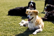 dogs in metro Phoenix dog park 