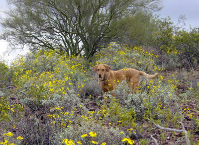 Encelia-farinosa-dog